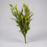 Bunch Astilbe leaf 2