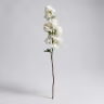 Blossom hangins flower white 2