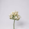African lilly 1