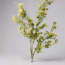 Arizona long bunch white 1