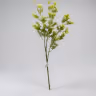 Arizona long bunch white 3