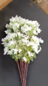 Bougainvillea long bunch white 4