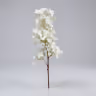 Bougainvillea long bunch white 2