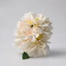 American Dahlia bunch peach 1