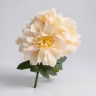 American Dahlia bunch peach 2