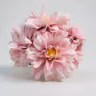 American Dahlia.Bunch 1