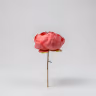 Peony red 2