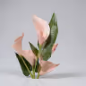 Calathily stick onion pink 1