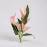 Calathily stick onion pink 3