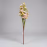 Butterfly long bunch peach 1
