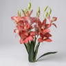Boat orchid bunch rose 1