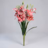 Boat orchid bunch rose 2
