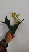 Anthurium white bunch 1