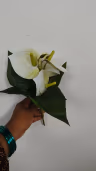 Anthurium white bunch 2