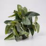 Ashray leaf bunch 2
