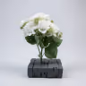 Beijing Hydra bush white 3