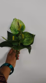 Anthurium green bunch 2