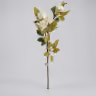Buttercup long stemp white 2