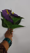 Anthurium blue bunch 1
