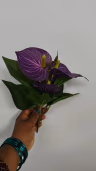 Anthurium blue bunch 2