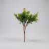 Buxus microphylla leaf 1