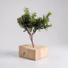 Buxus microphylla leaf 3