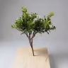 Buxus microphylla leaf 2