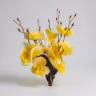 Butterfly orchid 1