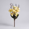 Butterfly orchid 2