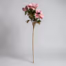Animone pink 1