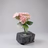 Beijing Hydra bush bunch pink 3