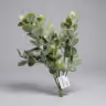 Bali dollar leaf bunch 1